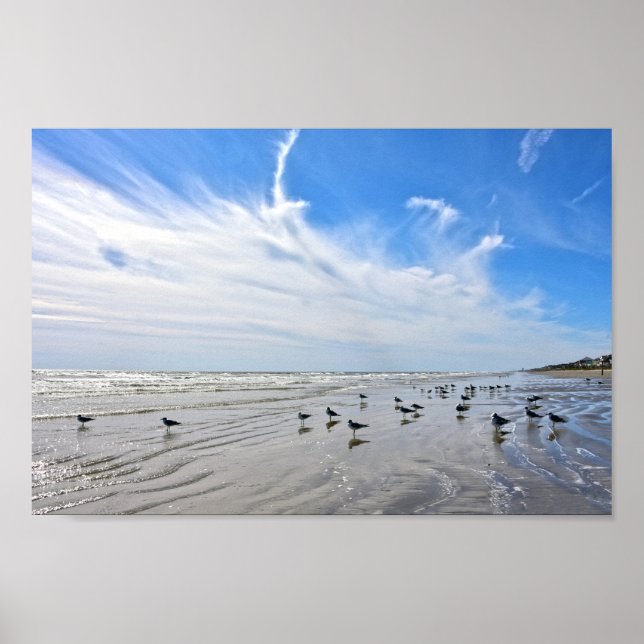 Poster Mouettes sur une plage de Galveston Island, Texas (Devant)