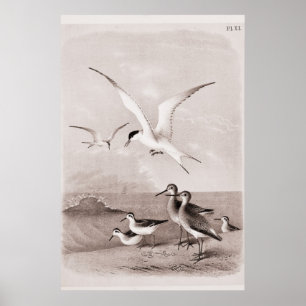 Poster Mouettes vintages Customisé Retro Seagull Modèle
