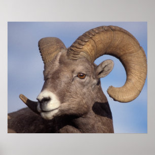 Poster mouflon canadien, mouflon d'Amérique, Ovis canaden