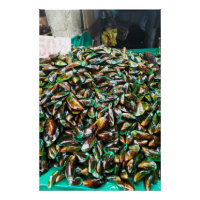 Moules Vertes À Vendre Glosseuses