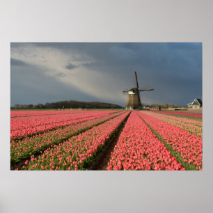 Poster Moulin à vent avec tulipes roses au printemps
