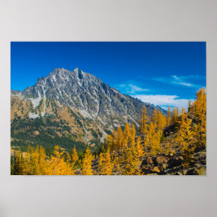 Poster Mount Stuart & autumn larches