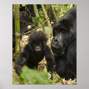 Poster Mountain Gorilla, adult with young