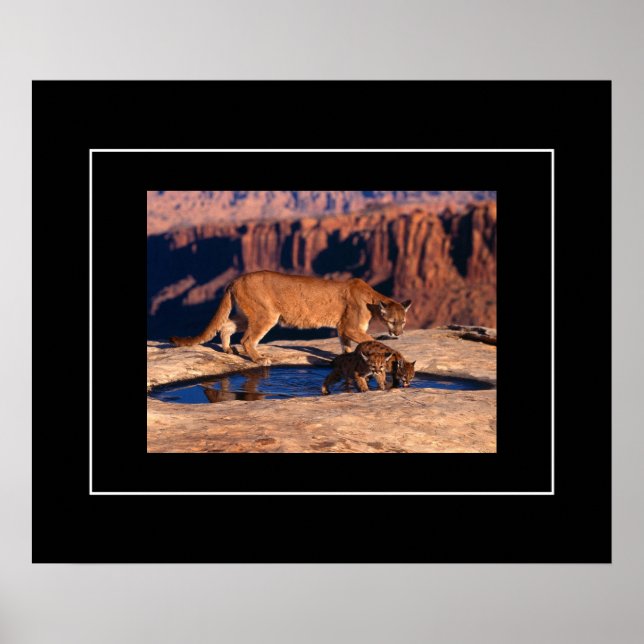 Poster-Mountain Lion & Cubs Poster (Front)