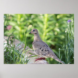 Poster Mourning Dove