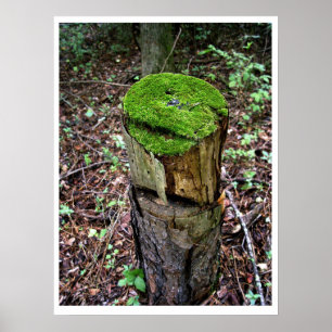Poster Mousse verte veloutée