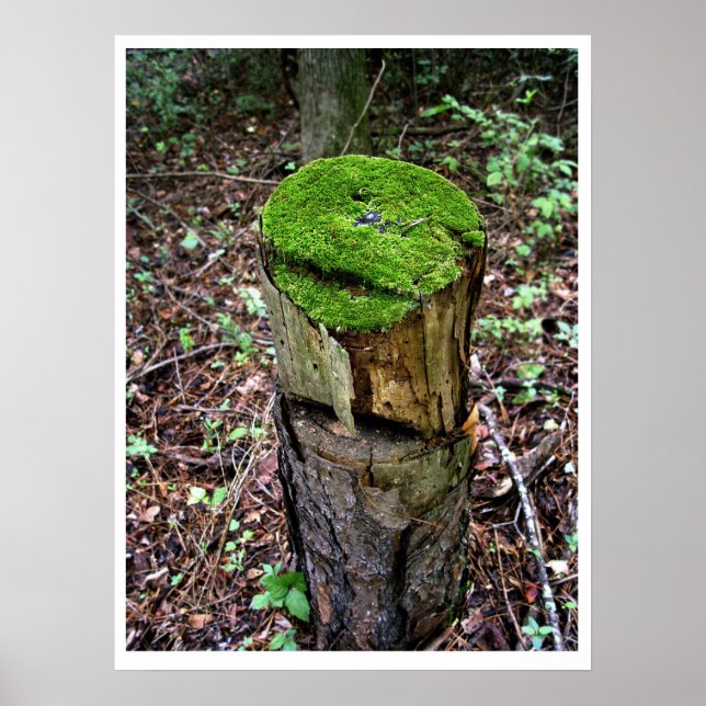 Poster Mousse verte veloutée (Devant)