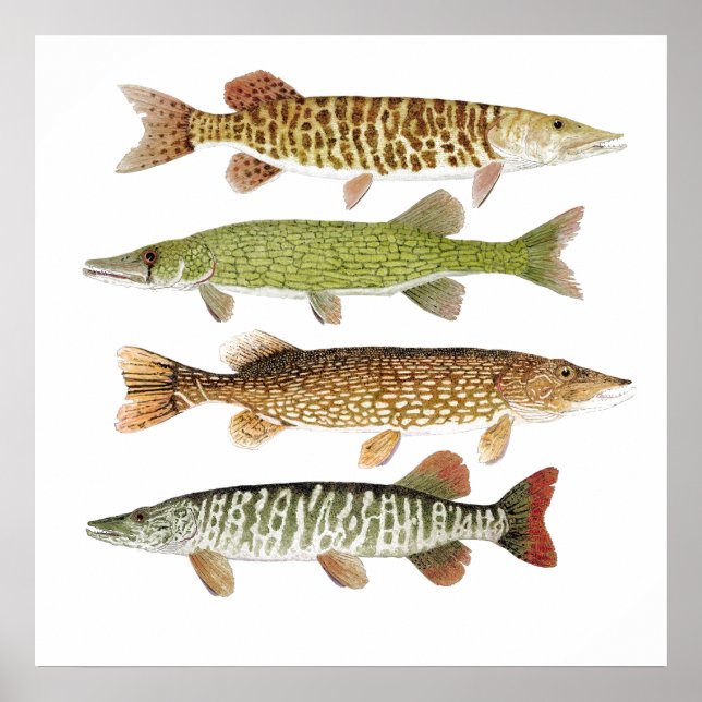 Poster Mousseux, brochet, tigre et poulet (Devant)