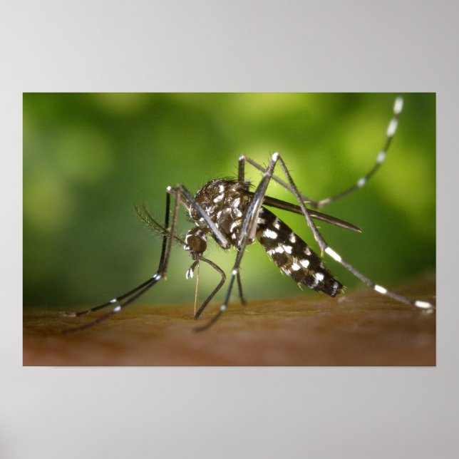 Poster Moustique tigre (Devant)