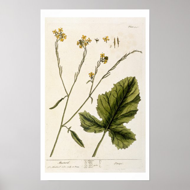 Poster Moutarde, assiette 446 de 'A Curious Herbal', publ (Devant)