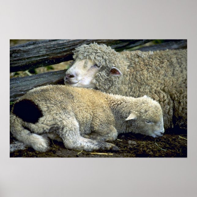 Poster Mouton (Devant)