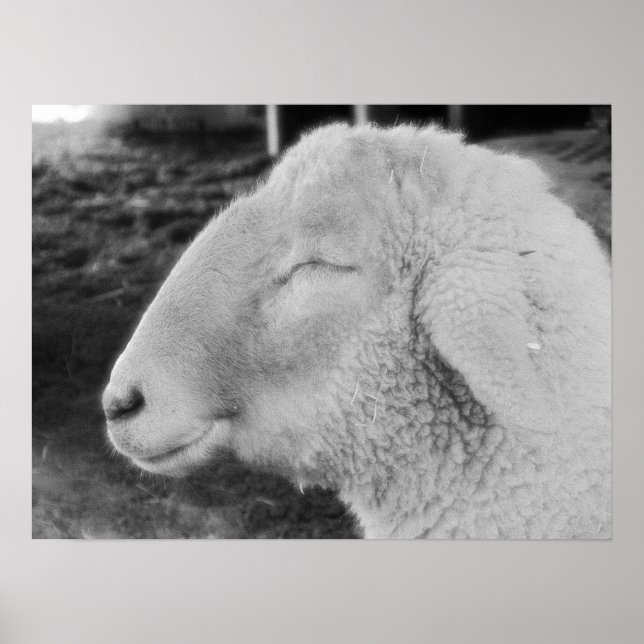 Poster Mouton (Devant)