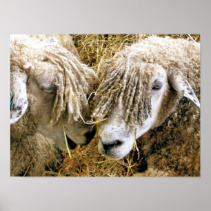 POSTER MOUTON
