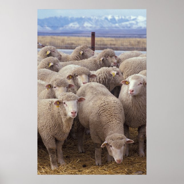 Poster Mouton (Devant)