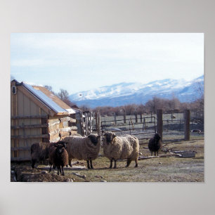 Poster Mouton
