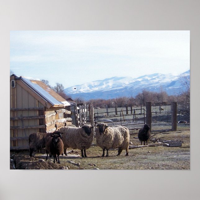 Poster Mouton (Devant)