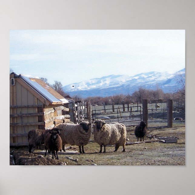 Poster Mouton (Devant)