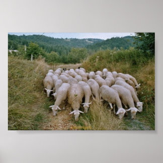 Poster mouton
