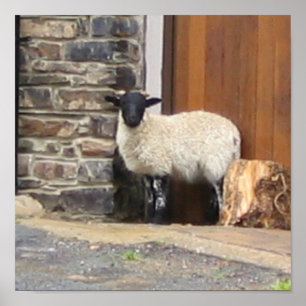 Poster Mouton à la porte