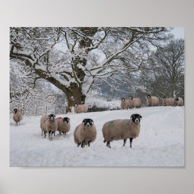 Poster Mouton dans la neige (Devant)