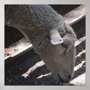 Poster mouton mangeant du popcorn