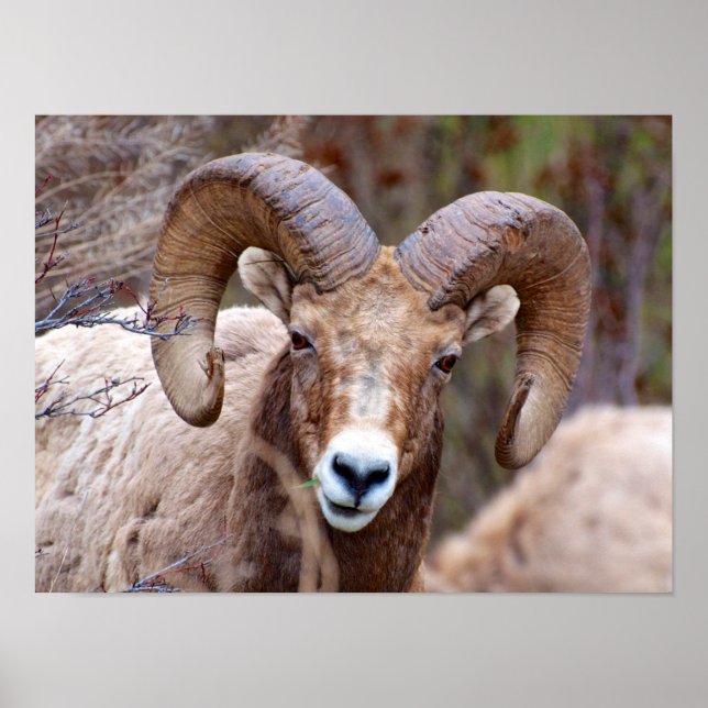 Poster Mouton noir des Rocheuses (Devant)