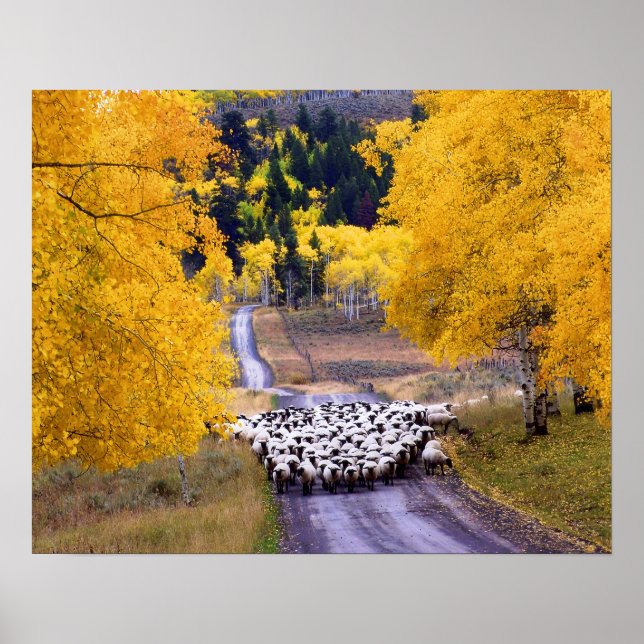Poster Mouton sur Country Road (Devant)