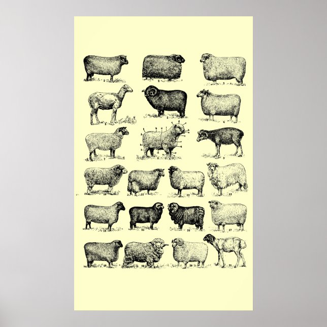 Poster Mouton vintage (Devant)