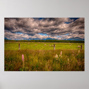 Poster Moutons à Fiordland, Te Anau, Nouvelle-Zélande