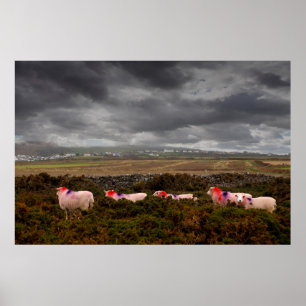 Poster Moutons colorés