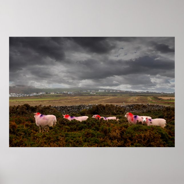 Poster Moutons colorés (Devant)
