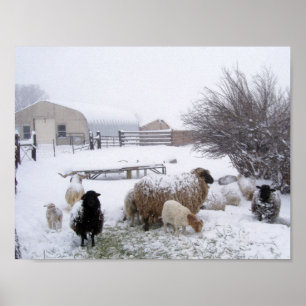 Poster Moutons dans la neige d'avril