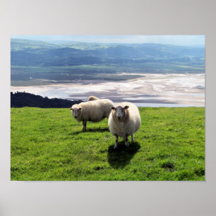 POSTER MOUTONS DE MONTAGNE