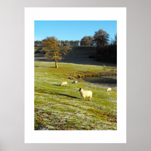 Poster Moutons en hiver