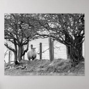 Poster Moutons et arbres photo noir et blanc