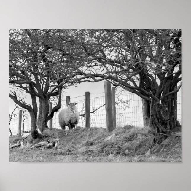 Poster Moutons et arbres photo noir et blanc (Devant)