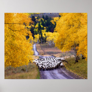 Poster Moutons sur la route de campagne