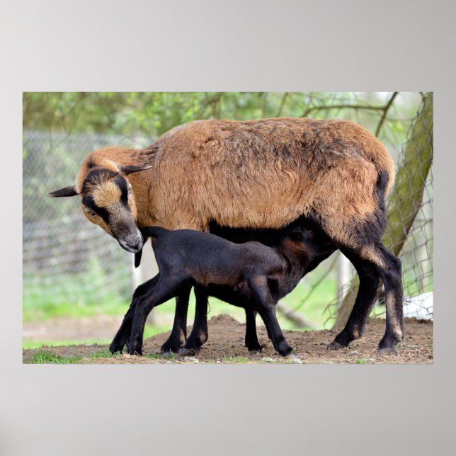 Poster Moutons sur le Cameroun et agneau sucer (Devant)