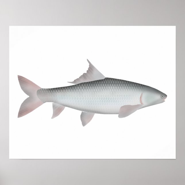Poster Mrigal Carp (Devant)
