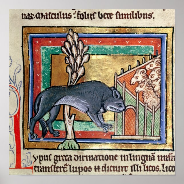 Poster MS Roy Un loup à l'extérieur d'une bergerie (Devant)