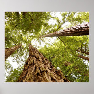 Poster Muir Woods