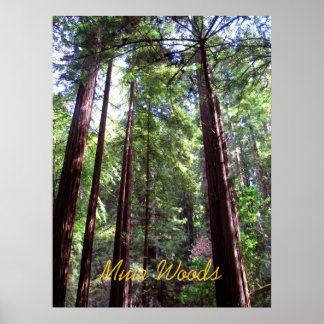 Poster Muir Woods