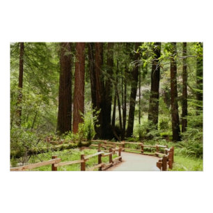Poster Muir Woods Chemin I Nature Photographie