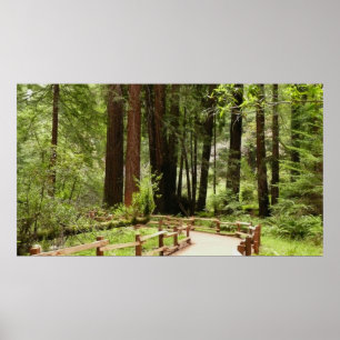 Poster Muir Woods Chemin I Nature Photographie
