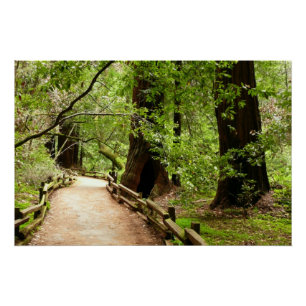 Poster Muir Woods Path II Nature Photography