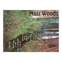 Muir Woods Trees avec citation