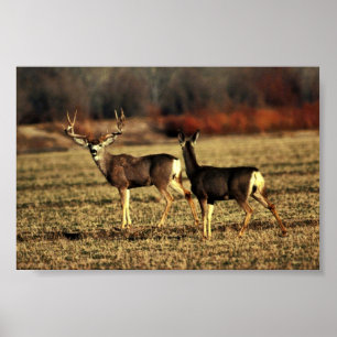 Poster Mule Deer