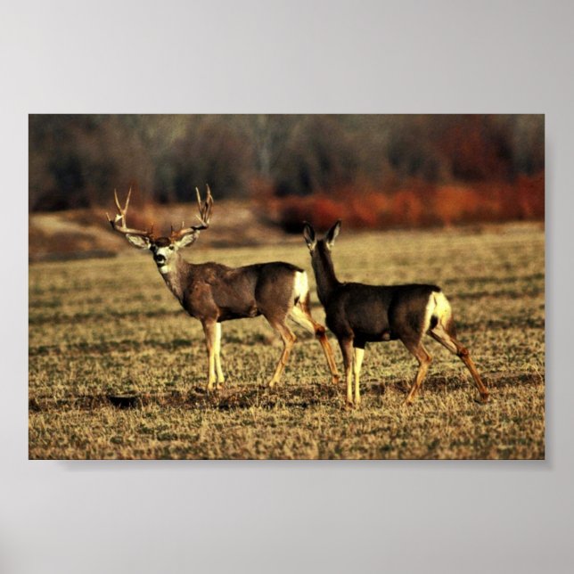 Poster Mule Deer (Devant)