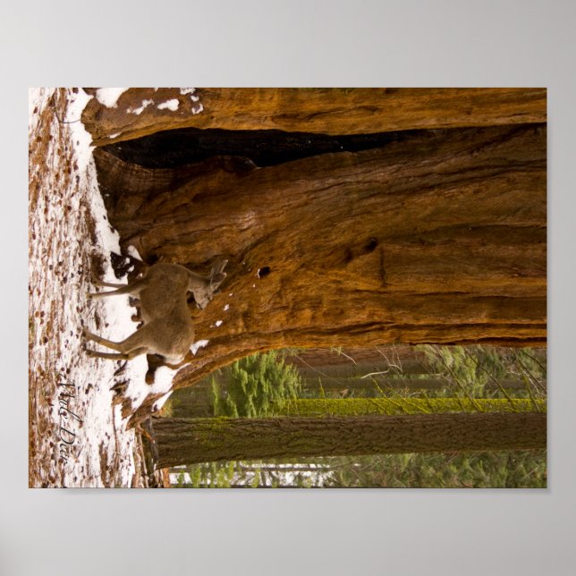 Poster Mule Deer (Devant)