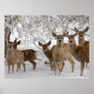 Poster Mule Deer Wyoming